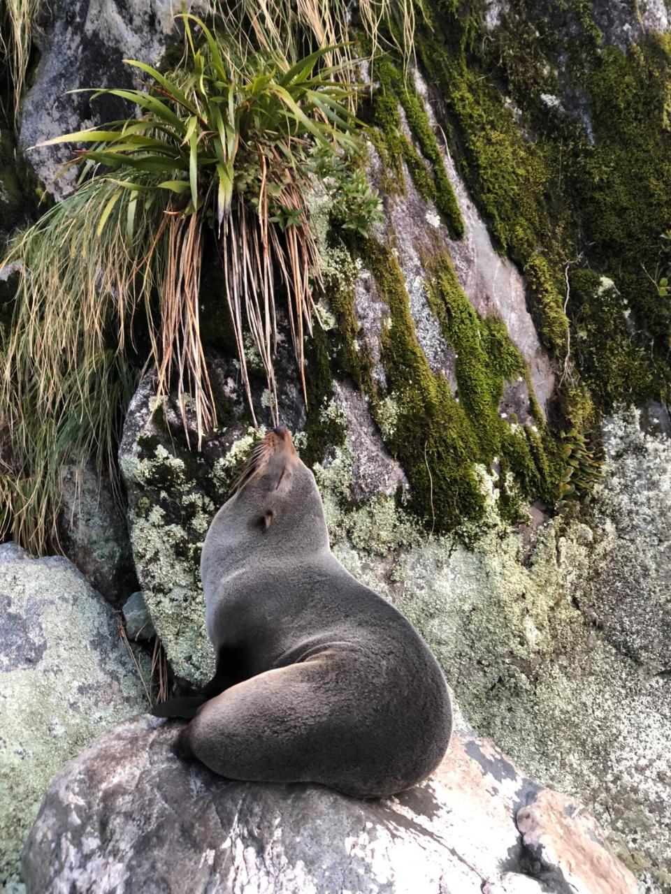 Milford Sound Overnight Cruise - Fiordland Discovery Eksteriør billede